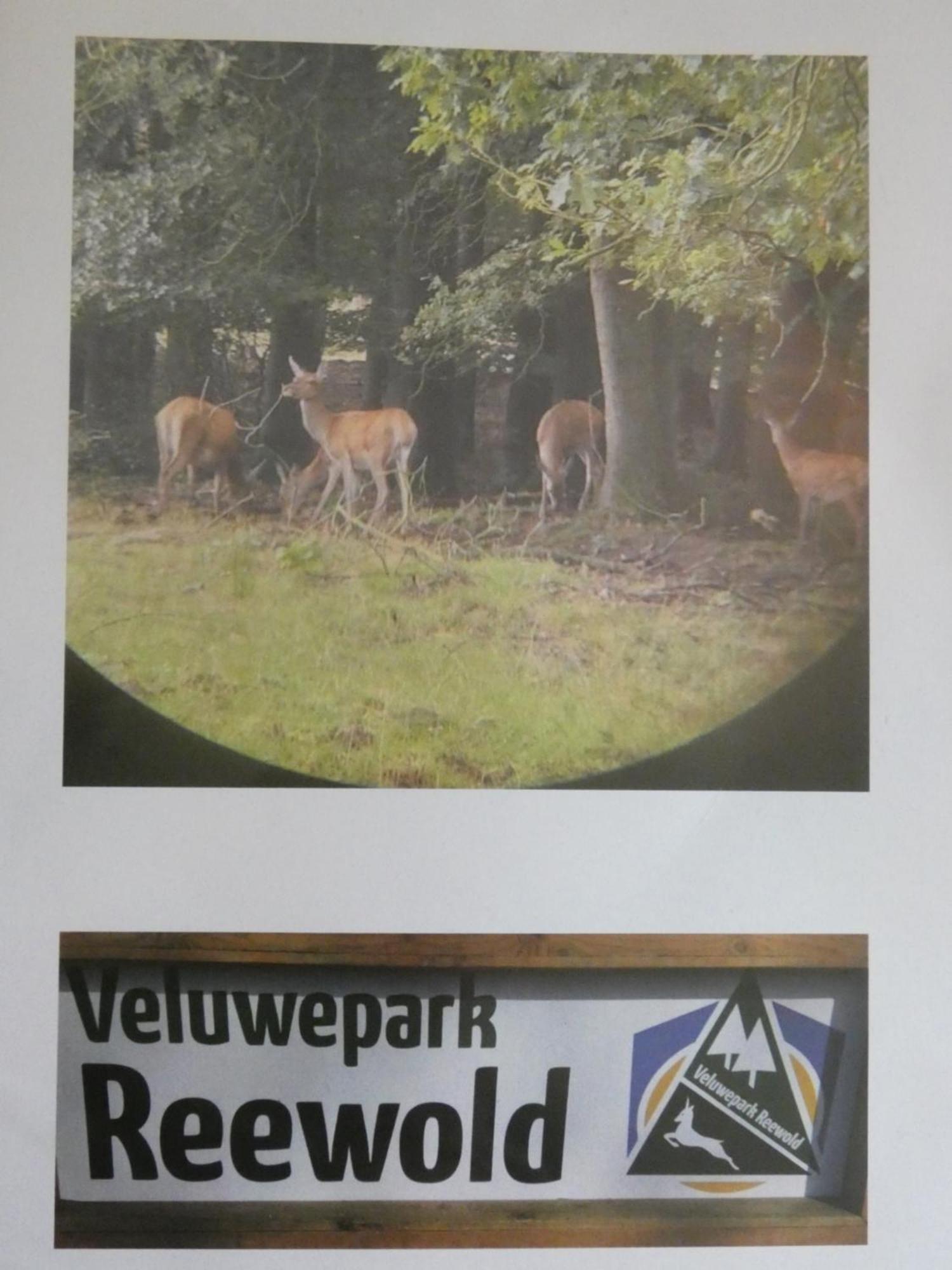 Veluwepark Reewold #Chalet Buizerd# Tussen Het Bosrijke Putten En Garderen Eksteriør bilde