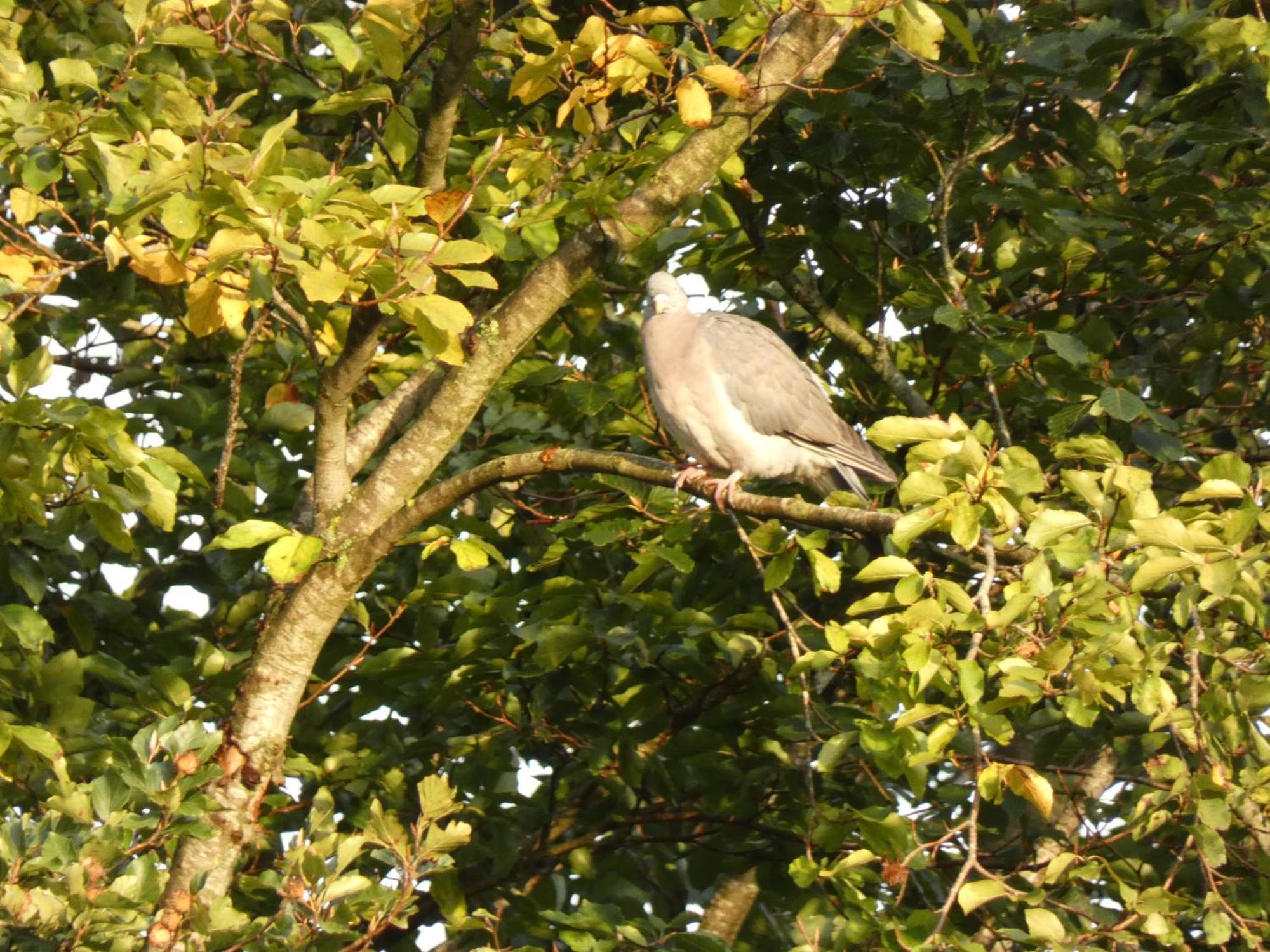 Veluwepark Reewold #Chalet Buizerd# Tussen Het Bosrijke Putten En Garderen Eksteriør bilde